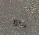 snake jumps out on a woman she screams and rushes into house