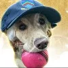 ICC Announces Dog Of The Month Award