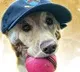 ICC Announces Dog Of The Month Award