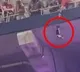 fans rescue cat falling from balcony seats