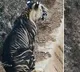 Scientists Unravel Mystery Behind Odishas Rare Endemic Black Tigers