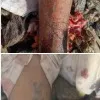 Eyewitnesses response on rapist Raju suicide