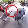 snake lunges at man while he was at a table