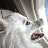 Dog owner books entire Air India business class cabin for pet