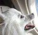 Dog owner books entire Air India business class cabin for pet