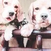 'Pawsome wedding': Acid and Jhanvi 'tie knot' at plush resort