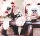 'Pawsome wedding': Acid and Jhanvi 'tie knot' at plush resort