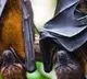 'Quite terrifying': Closest known relatives of Covid virus found in Laos