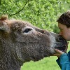 Is donkey milk good for your skin?
