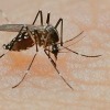 Dengue's D2 strain causes concern for high grade fever, shock syndrome