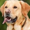 Boost your pet's health using Ayurveda