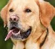 Boost your pet's health using Ayurveda