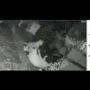 woman fights with leopard