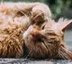 China kills housecats after they tested positive for Covid