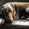 67 years old person raped a dog