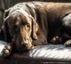 67 years old person raped a dog