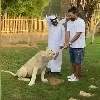 Yuvi Tug Of War With Liger At Dubai Fame Park