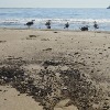 'Massive oil spill off California coast a potential ecological disaster'