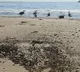 'Massive oil spill off California coast a potential ecological disaster'