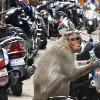 monkey takes away 1 lakh rupees and throws on the road