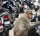 monkey takes away 1 lakh rupees and throws on the road