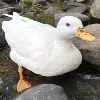 duck earning more than 3 lakhs every month