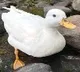 duck earning more than 3 lakhs every month