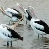 Pelicon is the Kolleru Lake Ambassador
