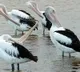 Pelicon is the Kolleru Lake Ambassador