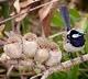 Australia names Bird of the Year