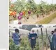 An Innovative Technology to produce Brinjal and Tomato in the same plant