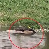 Two crocodiles spotted in Hyderabad's Musi river