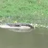 Huge Crocodile spotted in Musi River