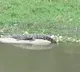 Huge Crocodile spotted in Musi River