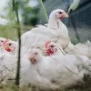 chicken rates dropped in andhrapradesh