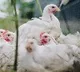 chicken rates dropped in andhrapradesh