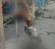 Body  Tied To Barricade At Farmers Protest