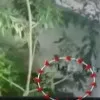 Leopard found in Tirupati SV University