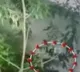 Leopard found in Tirupati SV University