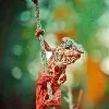 Colorful Chameleon spotted in California