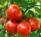 Tomato Rate Crossed Rs 90 in Kolkata