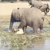 Elephant Kills Crocodile In Water