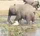 Elephant Kills Crocodile In Water