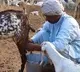 Goat Milk Price Raised 10 fold suddenly