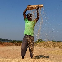 Telangana focussing on alternative crops