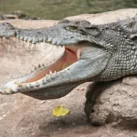Crocodile killed boy in Karnataka