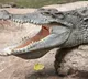 Crocodile killed boy in Karnataka