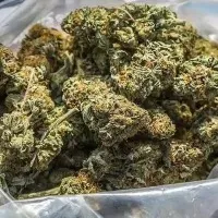 Police Burst Drugs Racket Arrests two those supplying ganja in Banana Load