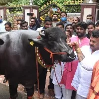 'Baahubali', 'Shahrukh' hog limelight at Hyderabad's buffalo carnival