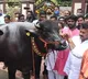 'Baahubali', 'Shahrukh' hog limelight at Hyderabad's buffalo carnival